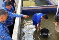 Warga Binaan Lapas Tanjung Pati Pindahkan Bibit Lele, Dukung Ketahanan Pangan Nasional