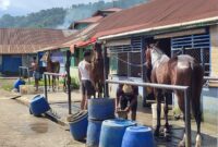 Sejumlah joki dan perawat kuda tengah membersihkan serta mempersiapkan kuda pacu di area kandang Padang Panjang, Jumat (24/10/2025), menjelang pelaksanaan Pacu Kuda Gubernur Cup III, Alek Anak Nagari Pabasko 2025. (Foto: Diskominfo Padang Panjang)
