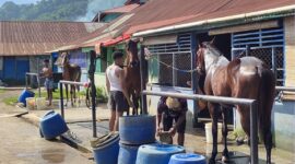 Sejumlah joki dan perawat kuda tengah membersihkan serta mempersiapkan kuda pacu di area kandang Padang Panjang, Jumat (24/10/2025), menjelang pelaksanaan Pacu Kuda Gubernur Cup III, Alek Anak Nagari Pabasko 2025. (Foto: Diskominfo Padang Panjang)