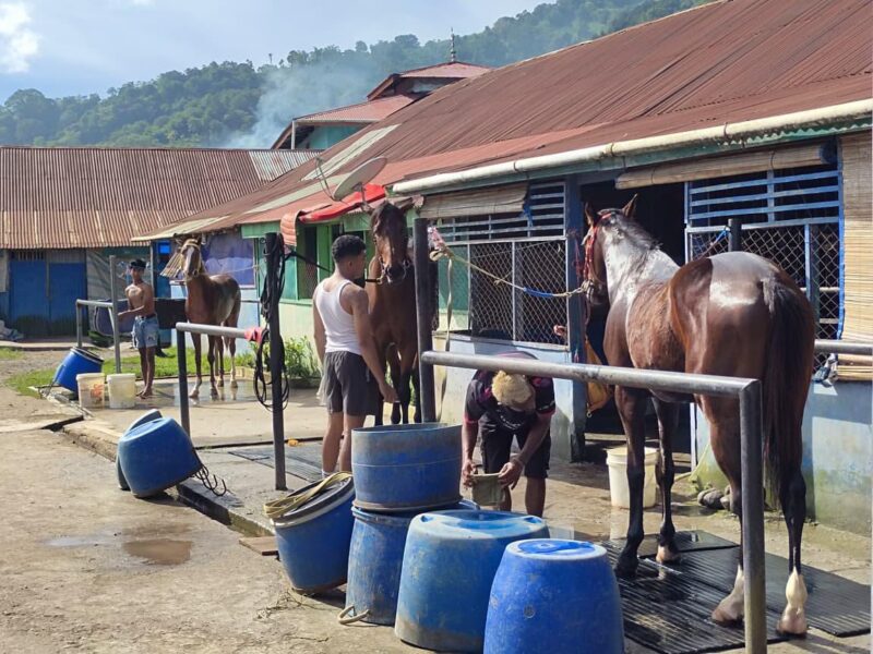 Sejumlah joki dan perawat kuda tengah membersihkan serta mempersiapkan kuda pacu di area kandang Padang Panjang, Jumat (24/10/2025), menjelang pelaksanaan Pacu Kuda Gubernur Cup III, Alek Anak Nagari Pabasko 2025. (Foto: Diskominfo Padang Panjang)