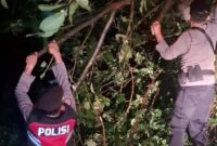 Pohon Tumbang Tutup Jalan Payakumbuh–Lintau, Personel Polsek Luhak Gerak Cepat Lakukan Evakuasi