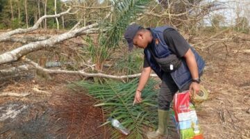 Buka Kebun Liar di Kawasan Hutan, Pelaku Kebakaran Hutan dan Lahan Siak Ditangkap