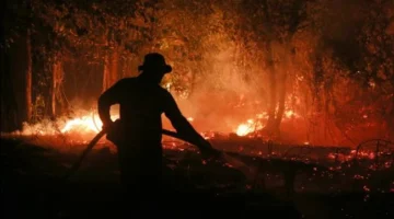 Kepala BRIN Sebut Prabowo Instruksikan Pencegahan Kebakaran Hutan dan Lahan Berbasis Desa di Masa Depan