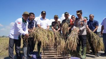 Panen Raya Serentak Bersama Presiden Prabowo, Wali Kota Robinsar Tampung Aspirasi Petani :: Cilegon News