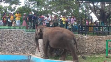 Viral Gajah Zidan Dirantai Tiga Tahun, Pakar UGM Soroti Kesejahteraan Hewan