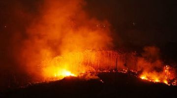 BNPB: 7.000 Hektar Terdampak Karhutla di Way Kambas