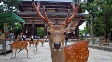 Turis Indonesia di Taman Nara Jepang Menjadi Viral, Diduga Memberi Makan Plastik ke Rusa